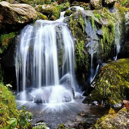 Spacious Near Forest In Apartman